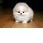 Unicorncat45465