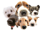 Cat haters and dog lovers