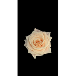 dylson296 gang