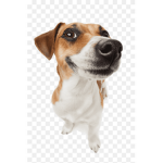 GoldyPoo