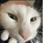 cats V2