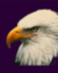 Eagle Development Workshop