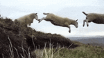 The Lamb Ministries