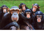 Compañeros goico :)