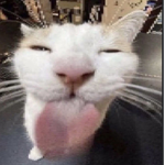 silly cat cloth maker :)