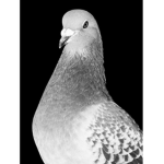 PigeonFam