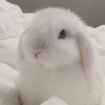 BUNNY BEASTS