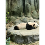 Lazy pandas XD