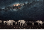 Milky elephants Squad