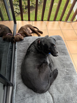 Doggo Army !