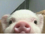 I’m a. Peppa pig