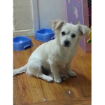Angel The Doggo