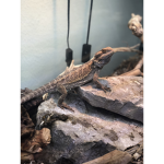 This okie the bearded dragon