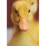 Ducky101