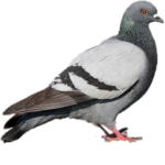 Pigon Kingdom