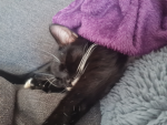 Die coolen Socken von bella