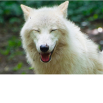 Wolf pack sssniperwolf