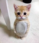 Cat Lvrs <33