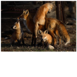 The Fox Family