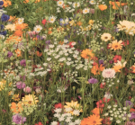 A Flower Garden