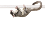 Sugar Glider Fan Group