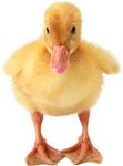 Duck loversss
