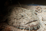 House of monkfish
