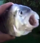 Killer Fish From San Diego Project
