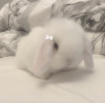 Koaaik