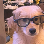 Vel's Pupp's