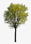 Da tree with no antitree