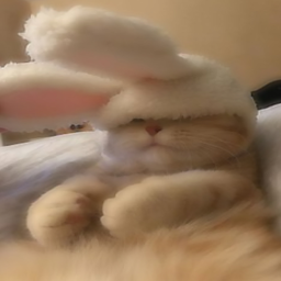 ⁎˃ᆺ˂⁎