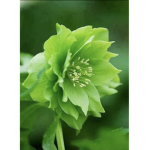 GREEN ROSÉ