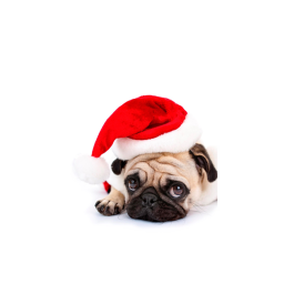 Pug runner