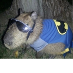 Nick’s capybara’s