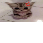 Kittiez Cafe