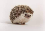 Grumpy hedgehogs