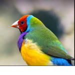 Best Finch Club