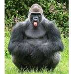 Gorilla/Monkey Clan