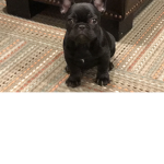 The Great_dogs