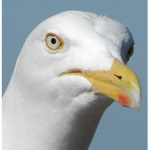 seagullss