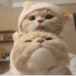 dulcett