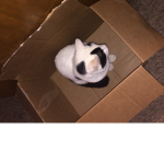 Lexi da kitten!
