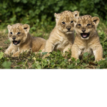Cute Baby Lions