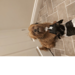 Artie Angeandtink