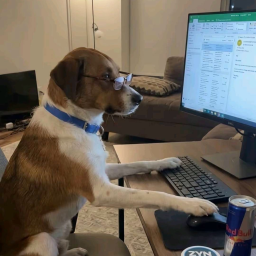 dog