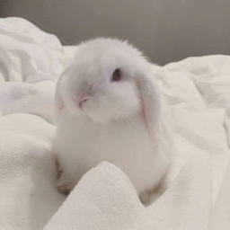 bunny temple