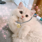 Kitty fever~~