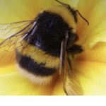 Honeybees army