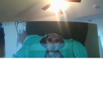 puppy saver